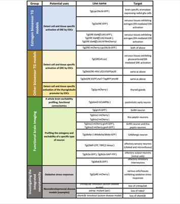 Application of Transgenic Zebrafish Models for Studying the Effects of Estrogenic Endocrine Disrupting Chemicals on Embryonic Brain Development